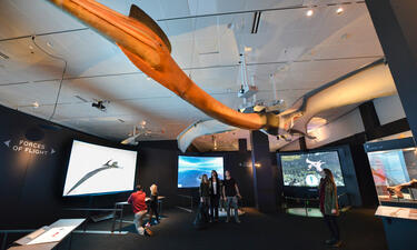 A full-size model of the 33-foot-wingspan Quetzalcoatlus northropi soars above visitors.