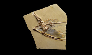 Fossil cast of pterosaur with wings