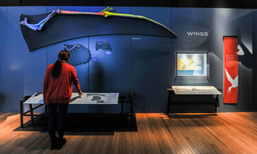 A visitor examines a display comparing the structure and bones in three wings of different sizes