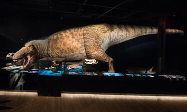 A life-sized fleshed out model of a yellow-brown adult Tyrannosaurus rex with grey feathers on its head is shown from the side with its mouth open