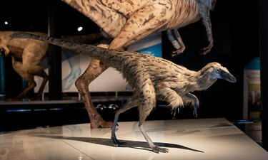 A model of a dilong paradoxus shows a small and heavily feathered creature standing on two legs with long arms and a bird-like beak