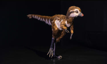 A small, feathered bird-like creatures stands on two legs. It has brown and white feathers and a small beak with protruding teeth.