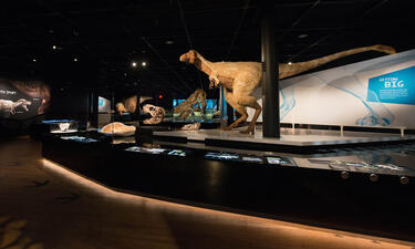 A large fleshed out model of a juvenile T. rex covered in feathers sits on top of a catwalk in the middle of a museum gallery.