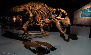 A full-size assembled T. rex skeleton is shown with its shadow cast on the floor beside it. 