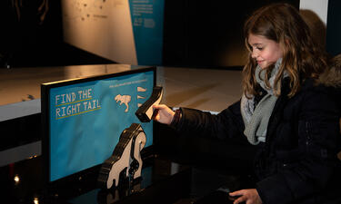 A girl holds a plastic tail in her hand and positions it near the tailless body of a T. rex as if putting together a puzzle.