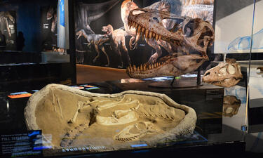 Tarbosaurus fossils are shown: a full skeleton of a two-year old, and behind it, the much larger skull of an adult with jaws open.