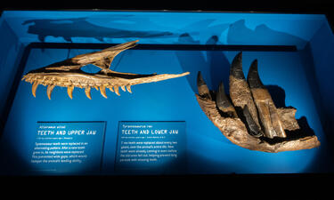 An upper jaw of an Alioramus shows alternating tooth growth; a lower jaw of a T. rex shows new teeth growing in underneath the old ones.