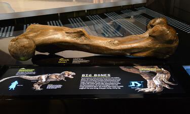 A giant femur sits on a table next to a graphic describing T. rex's big bones and a sign that says "touch this".