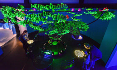 A room is filled with a tornado shaped display of dozens of green glowing marine fishes and animals