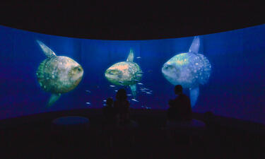 Silhouettes of two people are shown against an enormous 180 degree screen displaying images of marine species