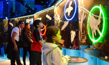 A family look up at a mirrored wall with oversized plankton images, several are circled in bright neon lights
