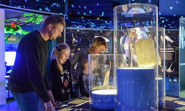 A family looks at a cased display of two larger-than-life models of plankton in a blue room dotted with tiny glow in the dark plankton models