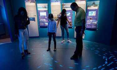 A family of four looks down at their feet where projected fish school in circles around them