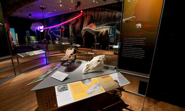 Two touchable skulls of a horse and diplodocus are displayed next to each other