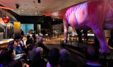 A crowd gathers around a 60 foot long model of Mamenchisaurus with life-like internal organs projected on its side