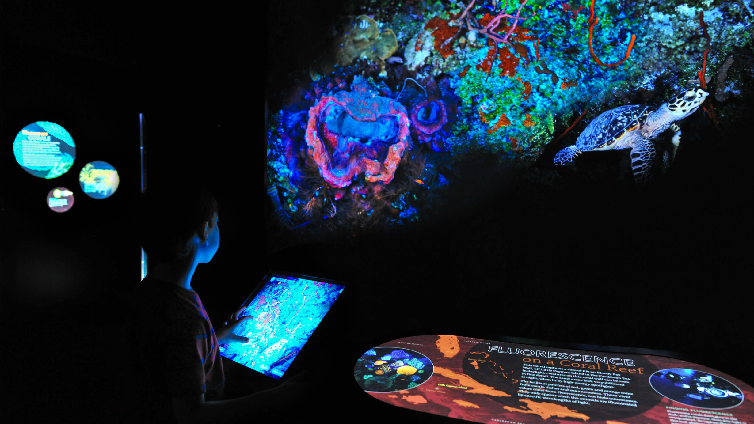In a dark room a child uses a touchscreen monitor while looking up at a fluorescent glowing model of a coral reef and sea turtle