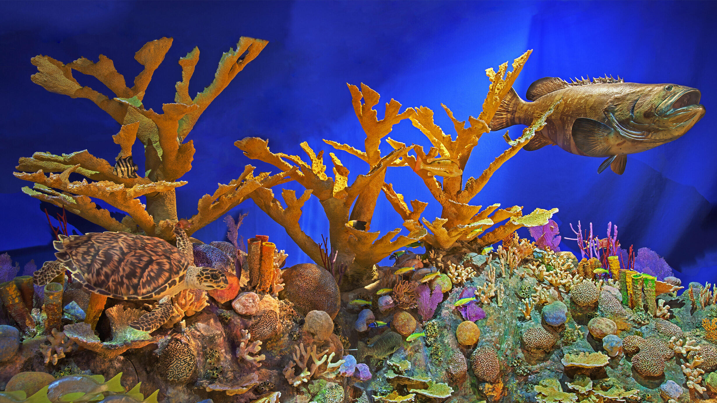 Close-up of a coral reef diorama featuring models of a hawksbill sea turtle and fish