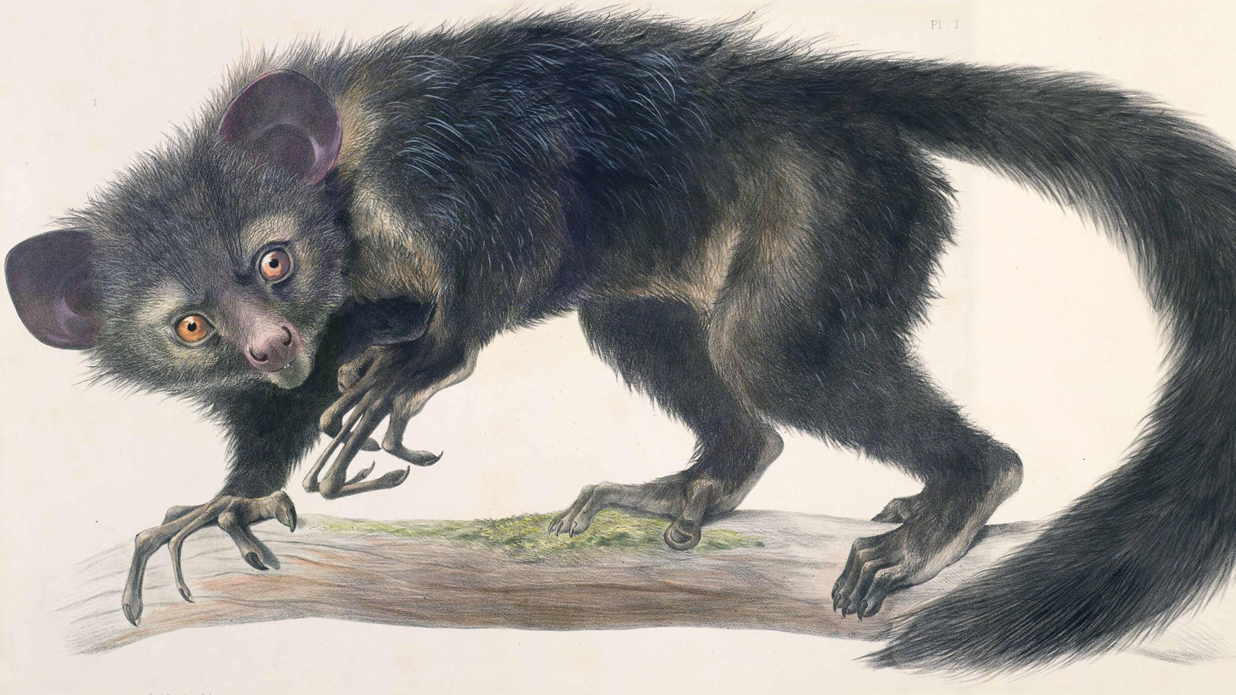 Illustration of an aye-aye lemur crawling across a branch and looking startled