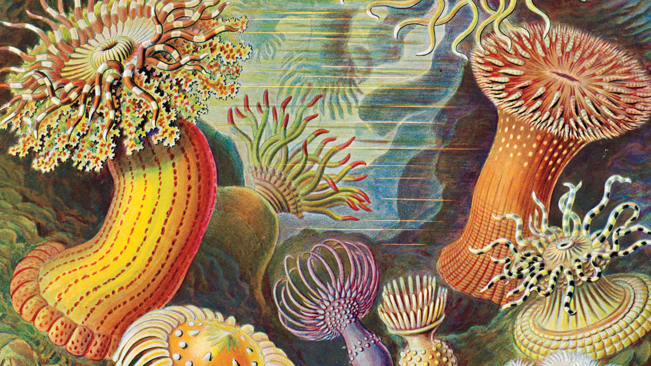 Close up of a colorful illustration of sea anemones