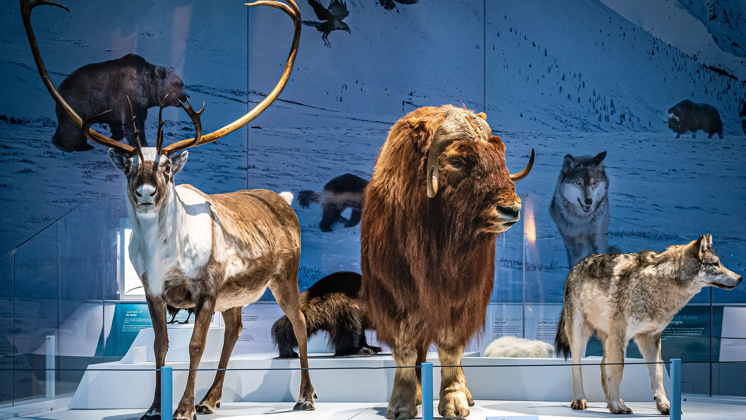 Life-like models of a caribou, muskox and wolf on a white platform against a snowy mountain backdrop