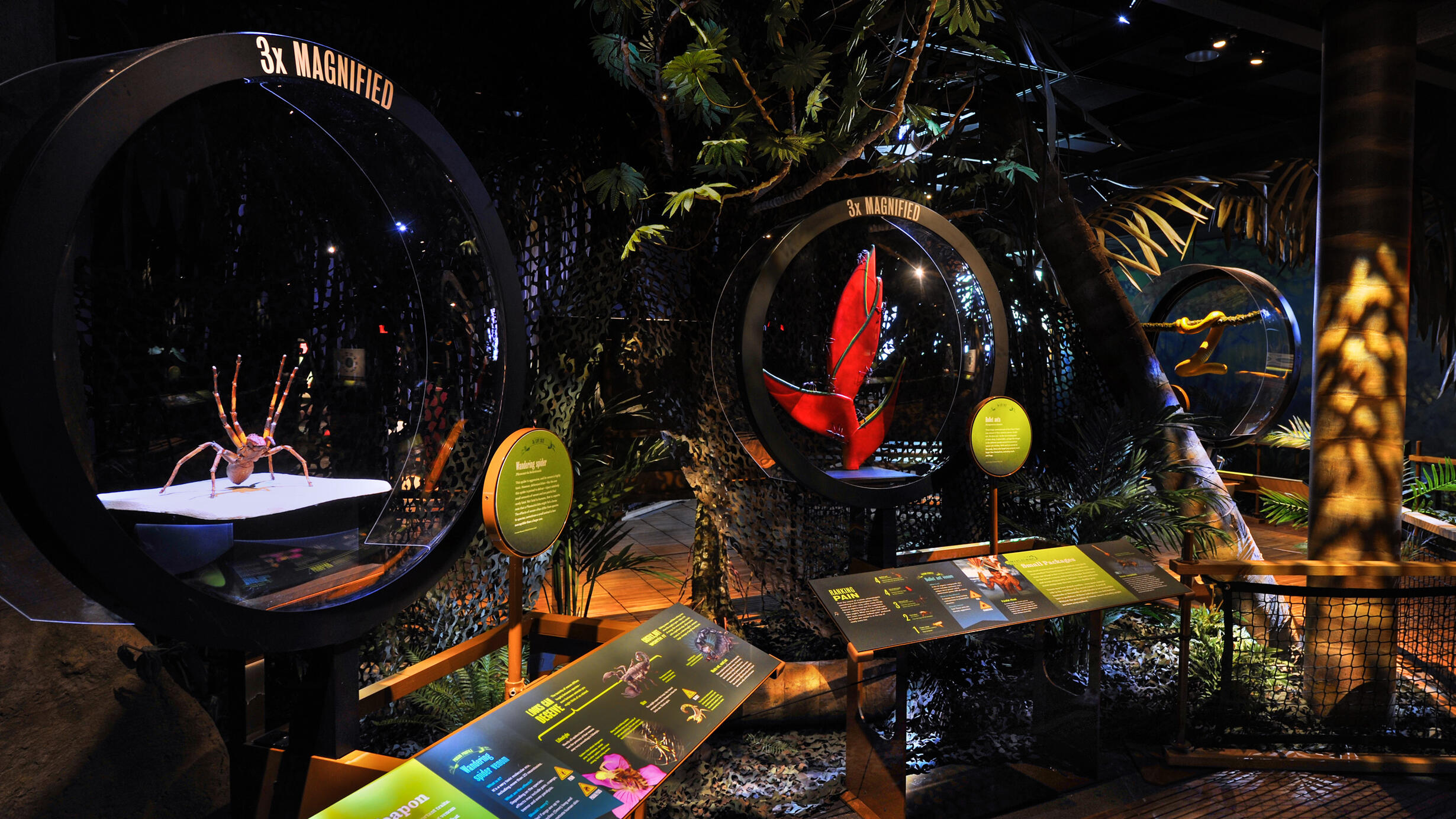 In a walkthrough diorama of a rainforest, a spider and red plant are magnified 3x larger than life