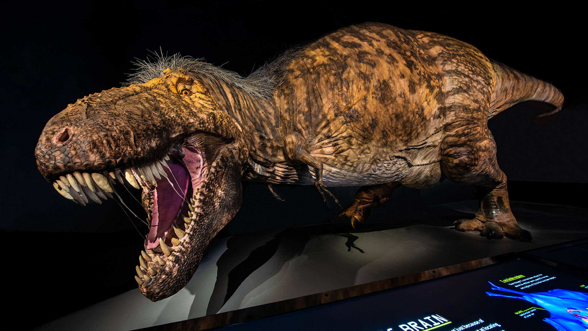 A life-sized fleshed out model of a T. rex is positioned lunging forward toward the viewer with its jaws open to expose rows of teeth with saliva