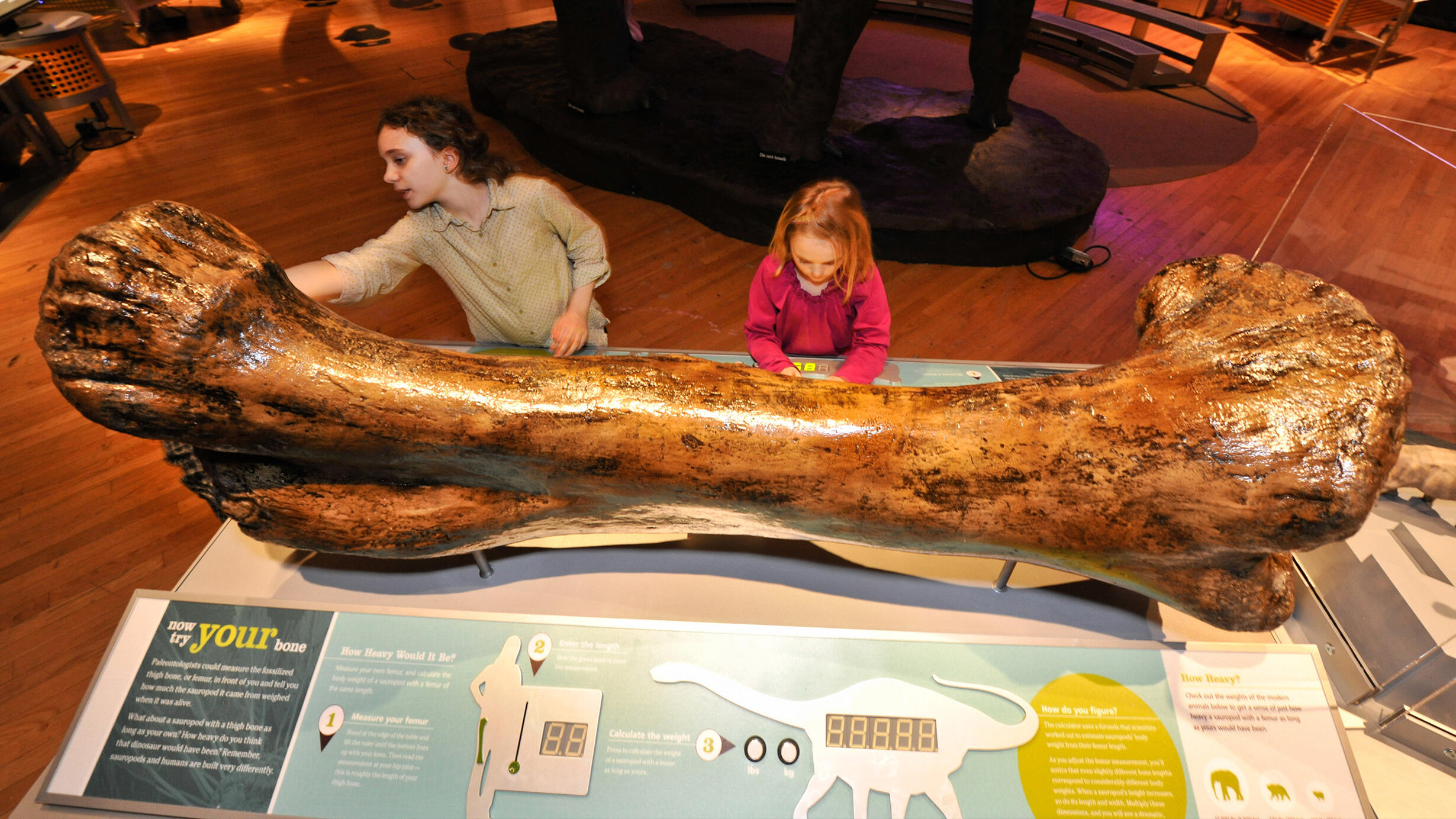 Viewed from above, two young girls measure a giant dinosaur femur bone that is many times larger than they are