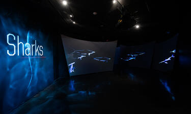 'Sharks' appears on white text on a dark screen, next to four screens with sharks swimming.