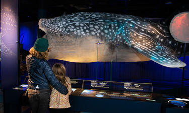 An adult and child view a 33-foot model of a whale shark.