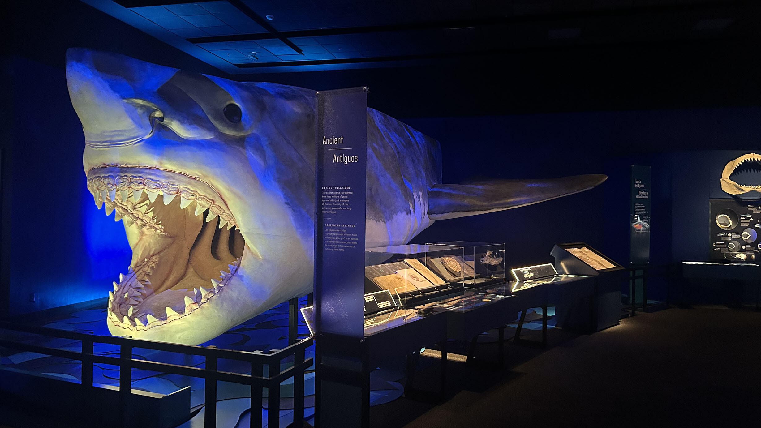 A large model of a megalodon in an exhibition space with display cases and exhibit text beside it.