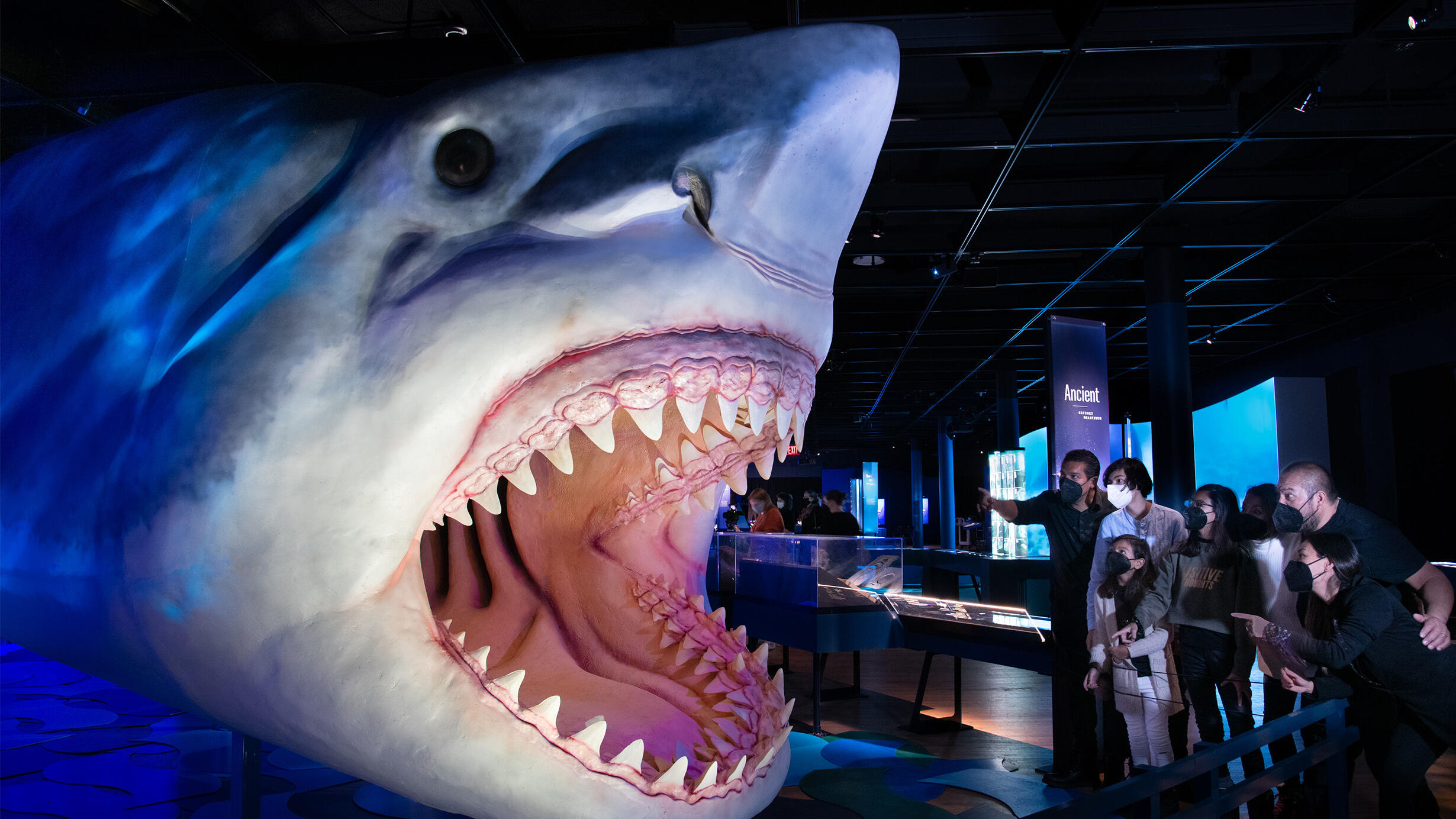 A group of visitors excitedly point to a scientifically accurate model of megalodon–the biggest predatory fish of all time.