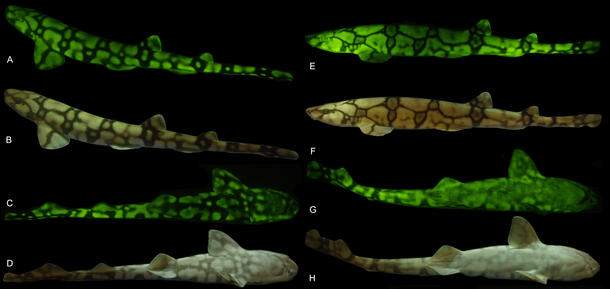 Two columns with four images each of a female (left) chain catshark in different lighting from fluorescent to white light and a male (right).