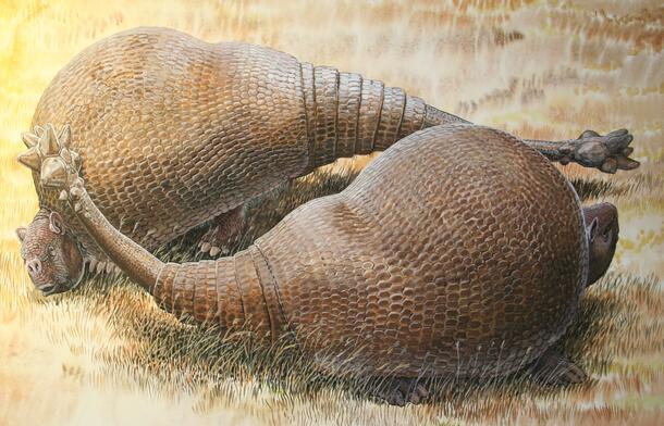 Color illustration of two glyptodonts fighting, forming a circle as their heads meet each other's tails.