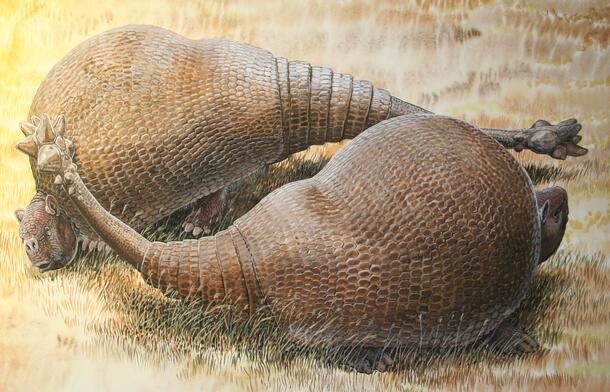 Glyptodont Fight