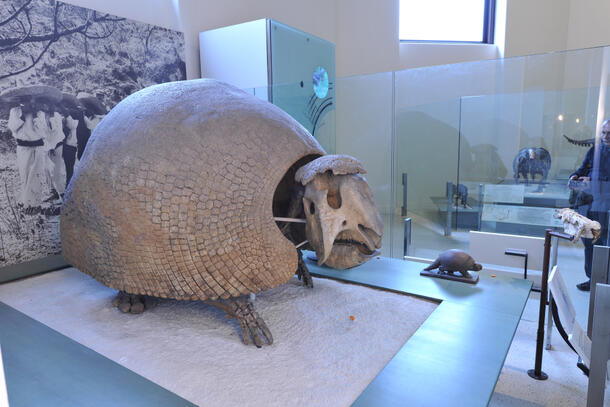 A glyptodont fossil, an extinct, ancient ancestor of the armadillo,  on display in the Museum’s Hall of Primitive Mammals.