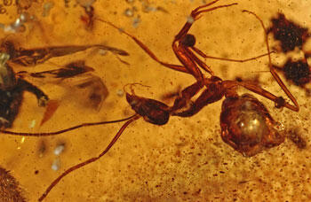 An arthropod with a narrow petiole and long antennae entombed in amber.