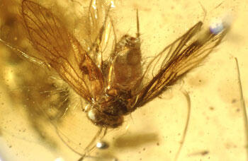 An insect with wings entombed in amber.