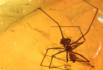 An arachnid with long thin legs entombed in amber.