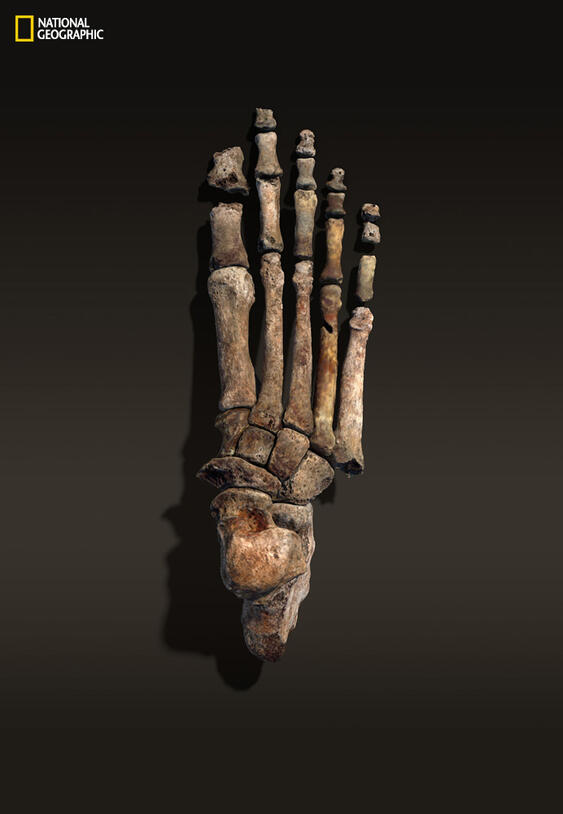 The fossilized foot of a Homo naledi primate.