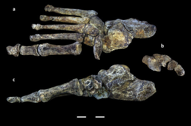 A digital reconstruction of the fossilized foot of human relative Homo naledi, in three parts against a dark background.