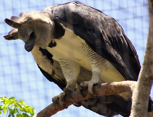 A harpy eagle perched on a branch.
