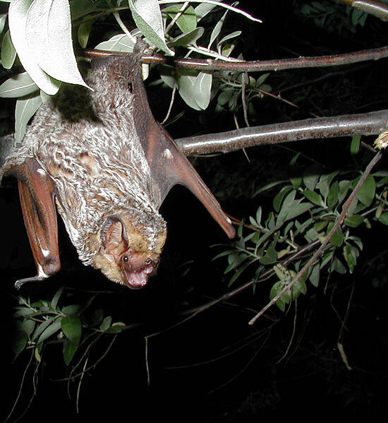 Hoary bat photo