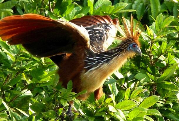 A hoatzin, a bird with colorful feathers, a mohawk-like crest and patterned neck, with its wings outspread standing among plants.