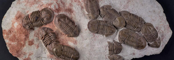 trilobites 2