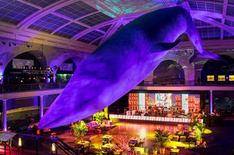 Stage set for a band, a dance floor, and tables and lounge areas are set below the life-sized blue whale model suspended from the ceiling of the Milstein Hall of Ocean Life.