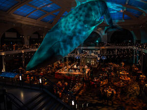 A horseshoe-shaped bar and tables decorated with flowers and candles fill the space below the life-sized blue whale model suspended from the ceiling in the Museum's Hall of Ocean Life.