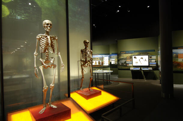Two skeleton, one modern human and one Neanderthal, on display in the Hall of Human Origins.