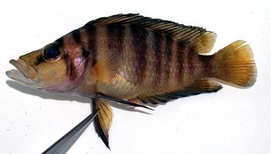A small fish with a narrow head, wide mouth, and light and dark brown vertical stripes.