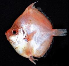 A small wide silver and orange fish.