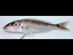 A small long silvery-pink fish with a long low spiny dosal fin.